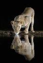 Female lion drinking water
