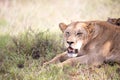 Female lion from East Africa. The lioness of a group in the wild in the grass Royalty Free Stock Photo