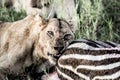 Female lion eating zebra in Serengeti National Park Royalty Free Stock Photo