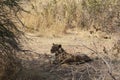 Female lion after getting food at ruaha national park tanzania Royalty Free Stock Photo