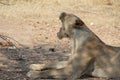 Female lion at ruaha national park tanzania Royalty Free Stock Photo