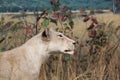 Female Lion in Grasslands