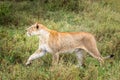 Female lion in the grasslands of the Serengeti, Tanzania