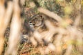 Female Lion hiding in the bush.