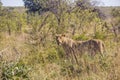 Female lion hiding in the bush, Kruger park