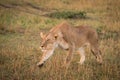 Female lion in Masai Mara Royalty Free Stock Photo