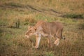 Female lion in Masai Mara Royalty Free Stock Photo