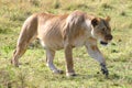 Female Lion Hunting Royalty Free Stock Photo