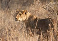 Female lion hunting