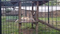 Female lion laying