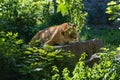 Female lion laying on the stone in a sunny day Royalty Free Stock Photo
