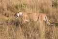 Female lion, leo panthera, hunting in the tall grass of the Maasai Mara in Kenya, Africa Royalty Free Stock Photo