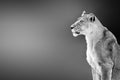 Female lion lioness portrait highly alerted staring into the distance with copy space