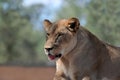 Female lion lioness portrait Royalty Free Stock Photo