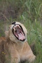A lioness shows of her large teeth.