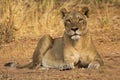 Female lion looking in Chobe national park