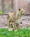 Female lion looking right watching
