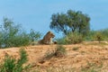 Female Lion Lying in Kalahari desert, South Africa wildlife