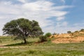 Female Lion Lying in Kalahari desert, South Africa wildlife