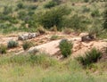 Female Lion Lying in Kalahari desert, South Africa wildlife