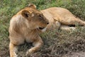 Female Lion at the lying beside a Road