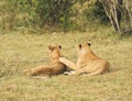 Female Lion, Masai mara, Kenya Royalty Free Stock Photo