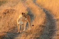 Female lion in Masai Mara Royalty Free Stock Photo