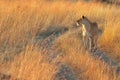 Female lion in Masai Mara Royalty Free Stock Photo