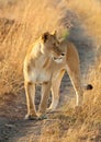 Female lion in Masai Mara Royalty Free Stock Photo