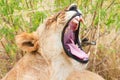 Female lion in Masai Mara Royalty Free Stock Photo