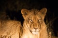 Female lion at night Royalty Free Stock Photo