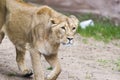 Female Lion, Panthera Leo, Lionesse Portrait