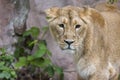 Female Lion, Panthera Leo, Lionesse Portrait