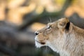 Female lion, Panthera leo, lionesse portrait, head profile on soft background, looking to the left, with space for text