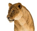 Female lion, Panthera leo, lionesse portrait, head and shoulders on white background