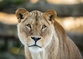 Female lion, Panthera leo, lionesse portrait, looking in camera with soft background