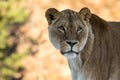 Female lion, Panthera leo, lionesse portrait, looking slightly to the right. Soft, sunlit background, space for text on