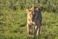 A lioness  Panthera Leo walking in the morning light in the savannah, Welgevonden Game Reserve, South Africa. Royalty Free Stock Photo