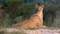 Female Lion with playing cub in the grass of the African savannah Royalty Free Stock Photo