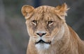 Female Lion portrait close up Royalty Free Stock Photo