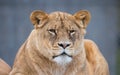 Female Lion portrait close up Royalty Free Stock Photo