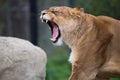 Female Lion portrait roaring