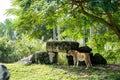 Female lion posing by rocks wildlife photography