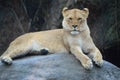 A female Lion in the rain Royalty Free Stock Photo