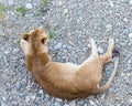 Female lion relaxing on gravel in the afternoon