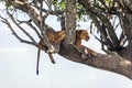 A Female Lion Relaxing on the Tree, Serengeti National Park, Tanzania Royalty Free Stock Photo