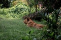 Female lion rest on green grass between trees