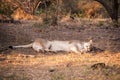 Female lion resting Royalty Free Stock Photo