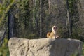 Lion on a rock in a zoo Royalty Free Stock Photo