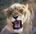 Female lion lioness roaring Royalty Free Stock Photo